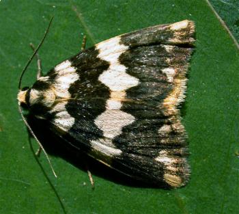 Termessa shepherdi