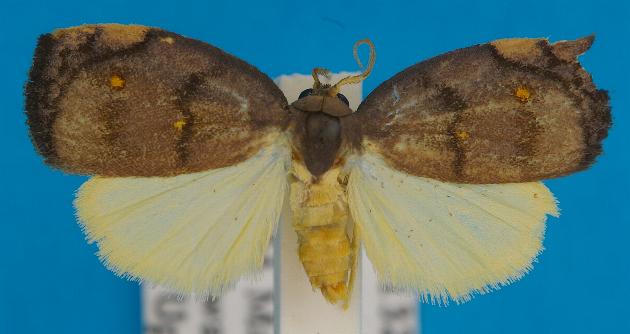 Hemonia simillima