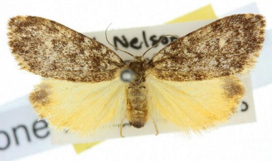 Halone sobria