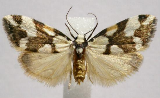 Thallarcha staurocola