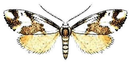 Thallarcha staurocola