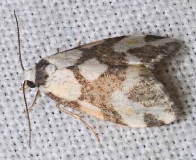 Thallarcha staurocola