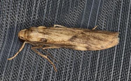 Graphosia stenopepla