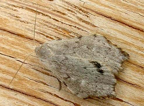Macaduma toxophora