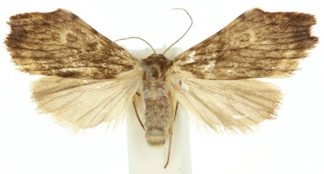 Macaduma toxophora