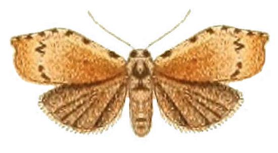 Macaduma toxophora