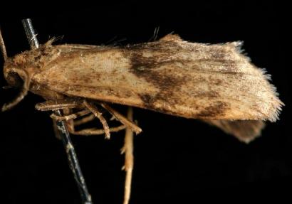 Lambula transcripta