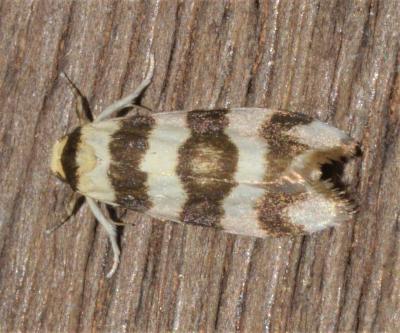 Atelophleps tridesma