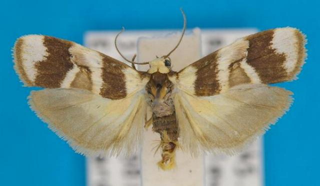 Atelophleps tridesma