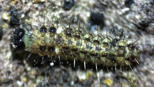 Thallarcha trissomochla