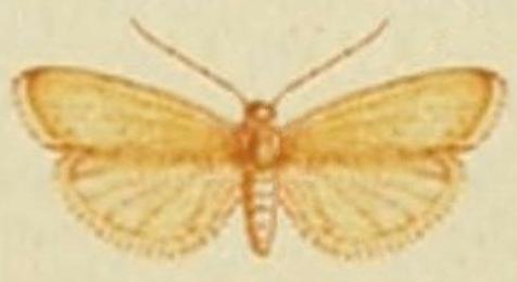 Ateucheta zatesima