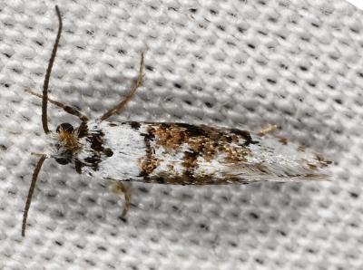 Lophocorona pediasia