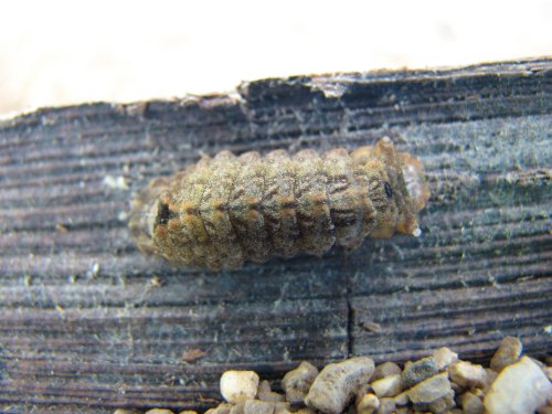 Ogyris aenone