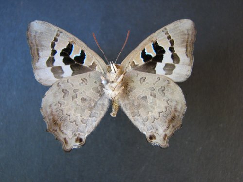 Ogyris aenone