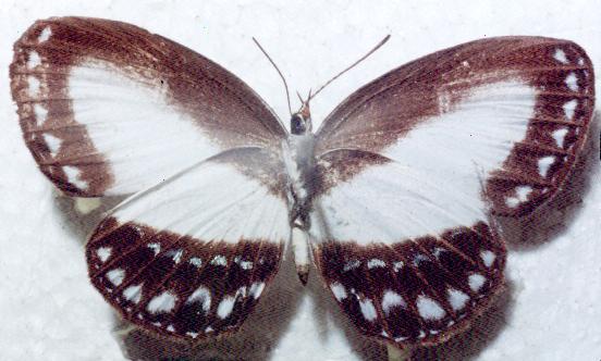 Jamides aleuas