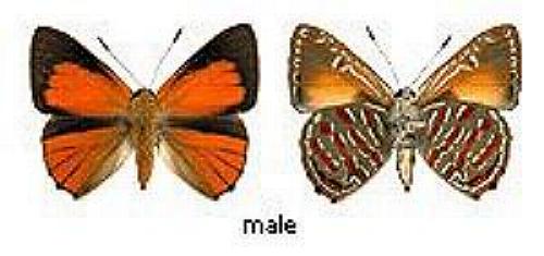 Hypochrysops apelles