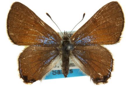 Acrodipsas aurata