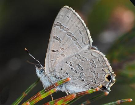 Acrodipsas aurata