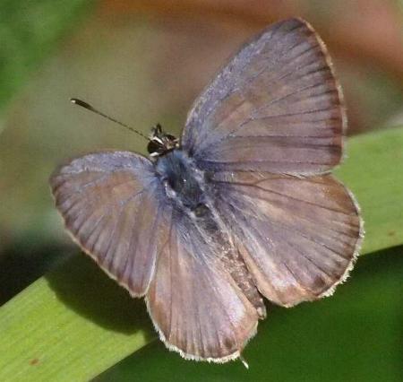 Nacaduba berenice