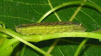 Pseudodipsas cephenes