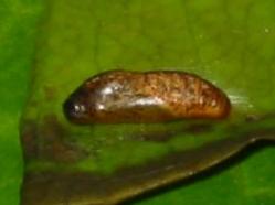 Pseudodipsas cephenes