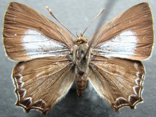 Pseudodipsas cephenes