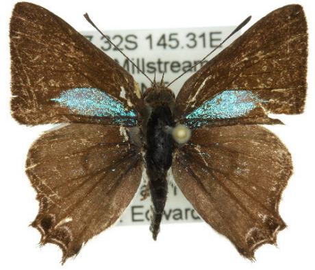 Pseudodipsas cephenes