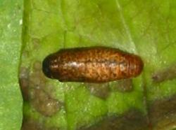 Pseudodipsas cephenes