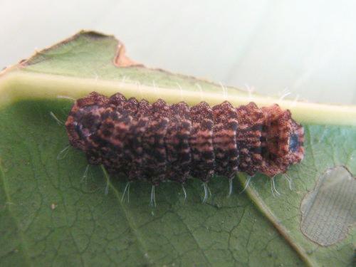 Hypochrysops elgneri