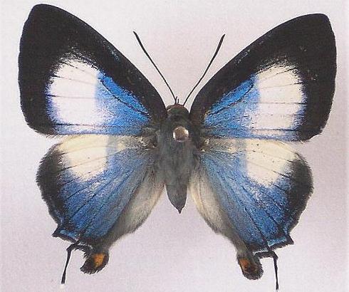 Deudorix epirus