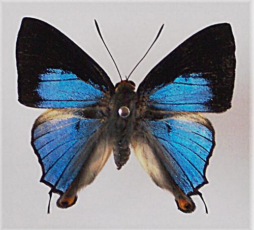 Deudorix epirus