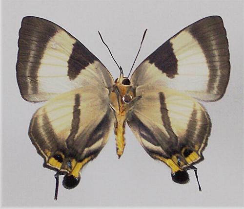 Deudorix epirus