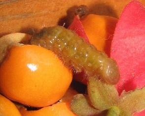 Deudorix epirus