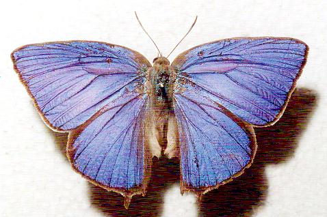 Arhopala eupolis