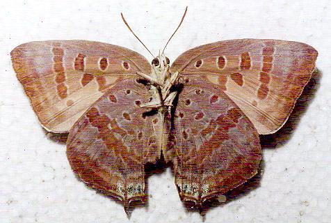 Arhopala eupolis