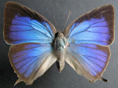 Arhopala eupolis