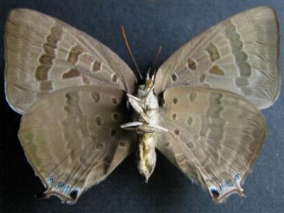 Arhopala eupolis