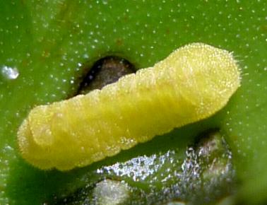 Nacaduba kurava