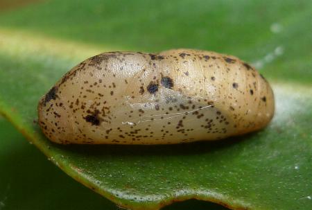 Nacaduba kurava