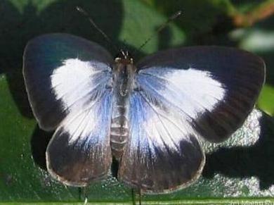 Nacaduba kurava