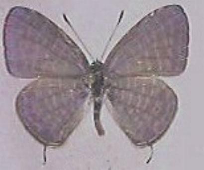 Nacaduba kurava