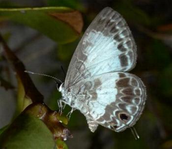 Nacaduba kurava