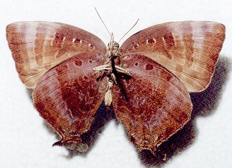 Arhopala micale