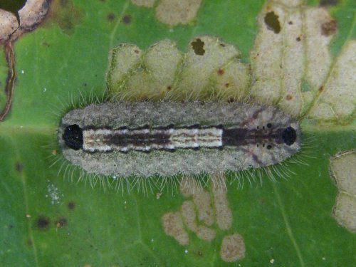 Hypochrysops miskini