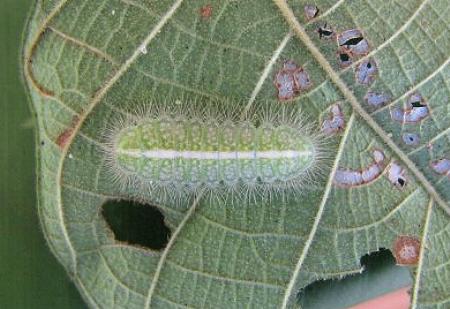 Philiris nitens