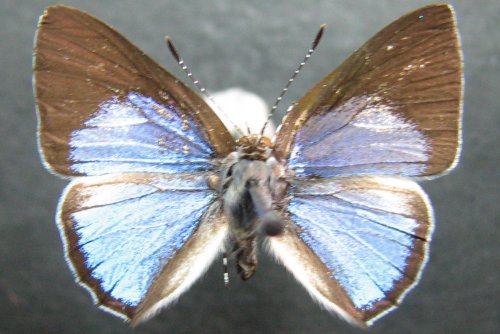 Philiris nitens