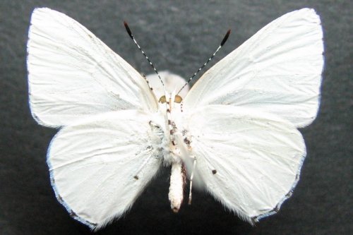 Philiris nitens
