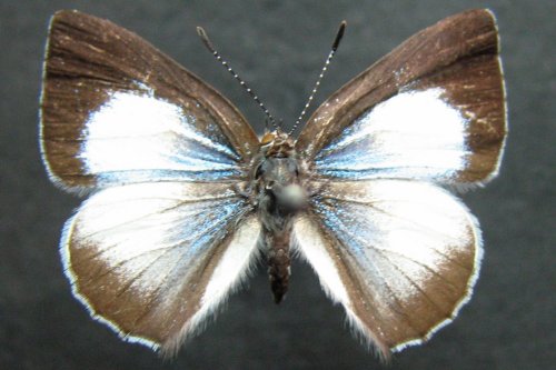 Philiris nitens