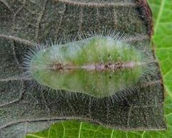 Philiris nitens