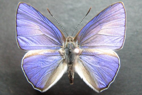 Philiris papuana